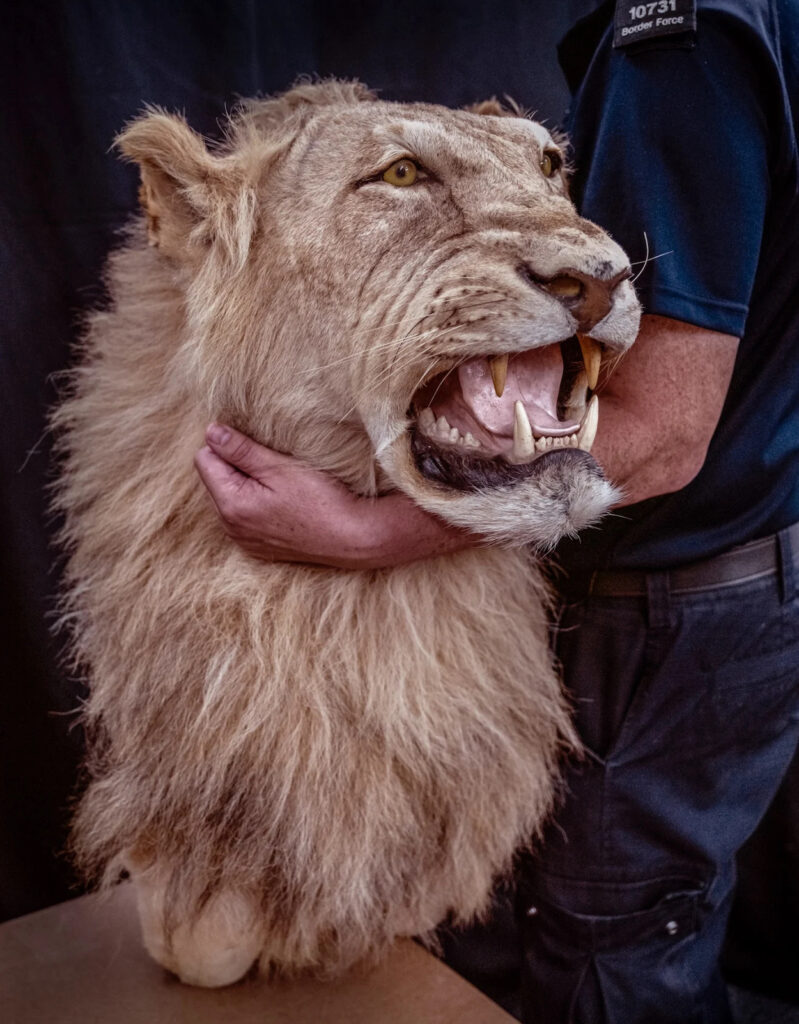 Earth Photo 2026 for Wildlife Crime Forensics 6 britta jaschinski confiscated lion tropy 114933 1