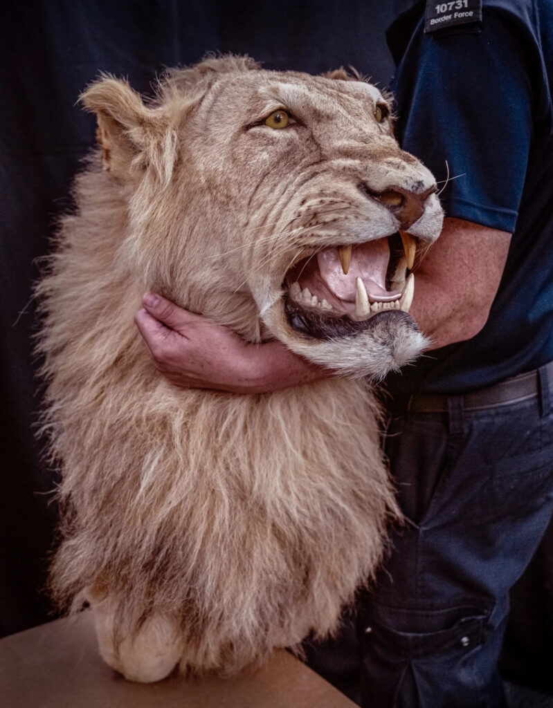 Earth Photo 2026 for Wildlife Crime Forensics 3 britta jaschinski confiscated lion tropy 114933