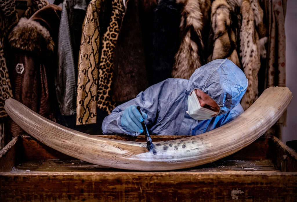 Earth Photo 2026 for Wildlife Crime Forensics 2 britta jaschinski forensic finger prints on ivory 114934